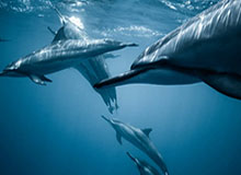 乐鱼体育投注-【欧国联】吉鲁梅开二度 科芒替补建功 法国4-2瑞典